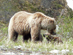 Yukon Grizzly sow and cubs