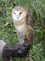 Barn Owl Desert Museum Tucson AZ