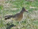 Road runner Tucson, AZ