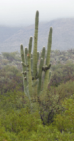 Saguaro National Park AZ