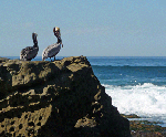 La Jolla CA pelicans