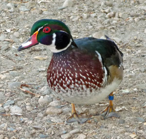 Harlequin duck at Caldwell ID