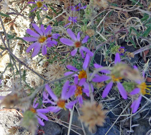 Asters Wildhorse Reservoir NV