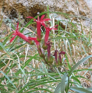 Cardinal Flower (Lobelia cardinalis)