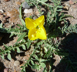 Poppy at Wildhorse Reservoir NV