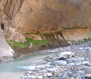 Hanging garden The Narrows Zion