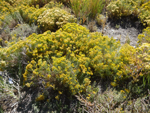 Rabbit Bush along Highway 50 NV