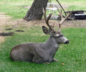 Buck at Wallowa Lake OR