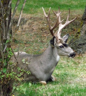 Buck at Wallow Lake OR