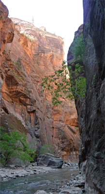 The canyon rim The Narrows Zion
