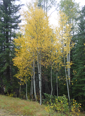 Aspens in fall color North Rim Grand Canyon