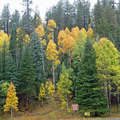 Fall Color at North Rim of Grand Canyon