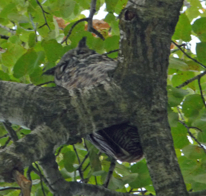 Owl in tree Clyde Holliday Park OR