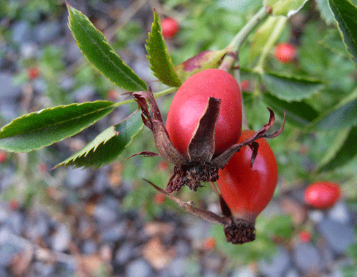 Rose Hips Clyde Holliday Park OR