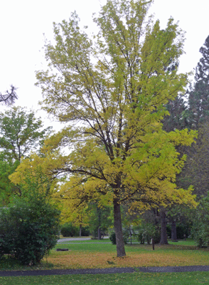 Fall color Clyde Holliday Park OR