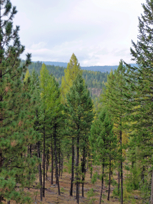 Larches in the Blue Mountains