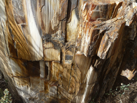 John Day Visitors Center Petrified Wood