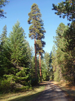 Shelton Wayside Park