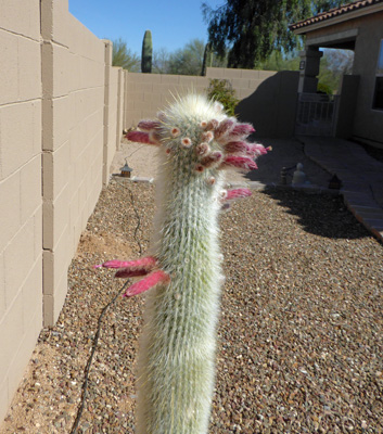 Silver Torch Cactus