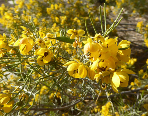 Green Feathery Cassia (Senna artemisioides filifolia)