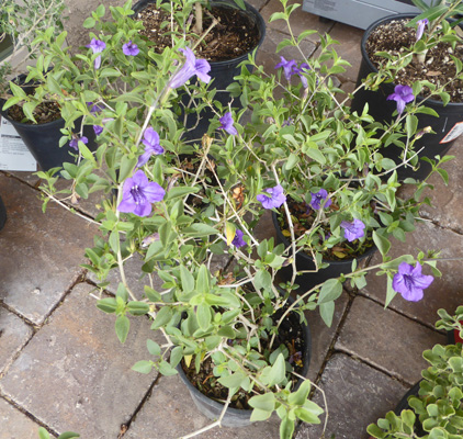 Baja Ruellia (Ruellia peninsularis)