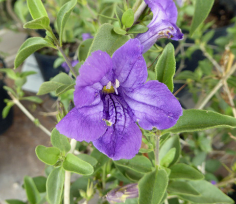 Baja Ruellia (Ruellia peninsularis)