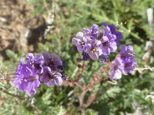 Blue Phacelia (Phacelia distans)