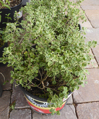 Texas Sage‘Lynn’s Everblooming’ (Leucophyllum langmaniae 'Lynn's Legacy').