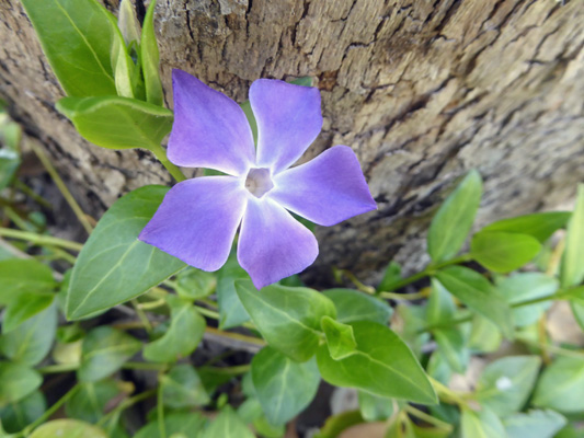 Vinca minor