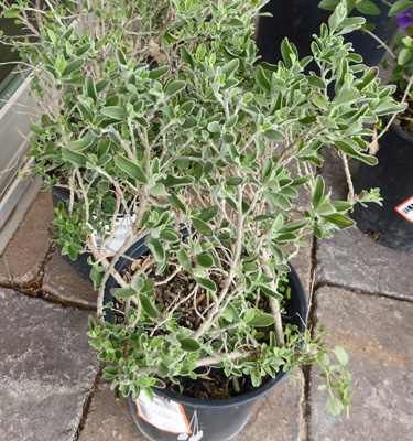 Texas Ranger ‘Green Cloud’ (Leucophyllum frutescens 'green cloud')