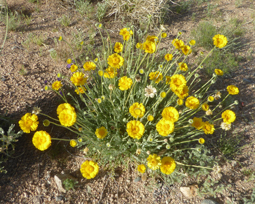 Desert Marigold (Baileya multiradiata)