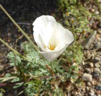 California Poppies (Eschscholzia californica)