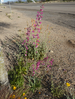 Parry penstemon (Penstemon parryi) 