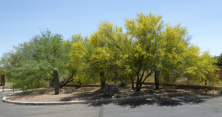 Palo verdes