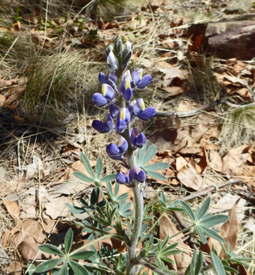 Lupine