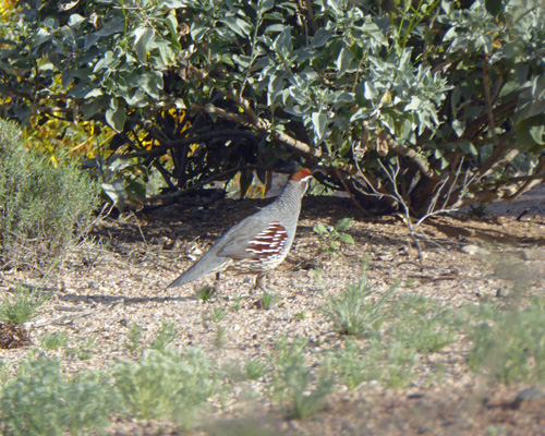 Gambel’s Quail