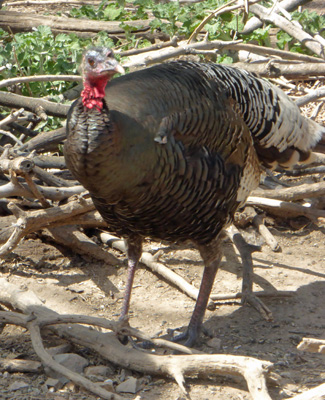 Wild turkey