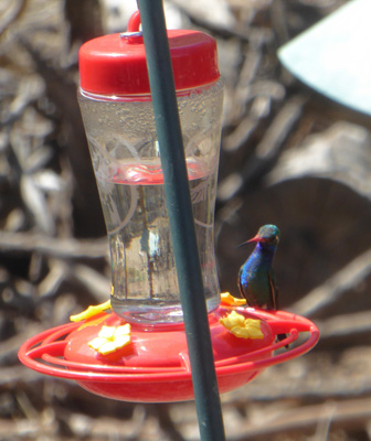 broad billed hummingbird