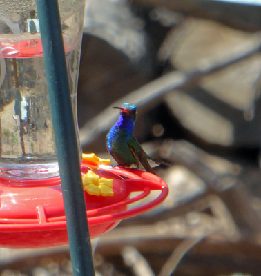 broad billed hummingbird