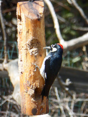 Acorn woodpecker