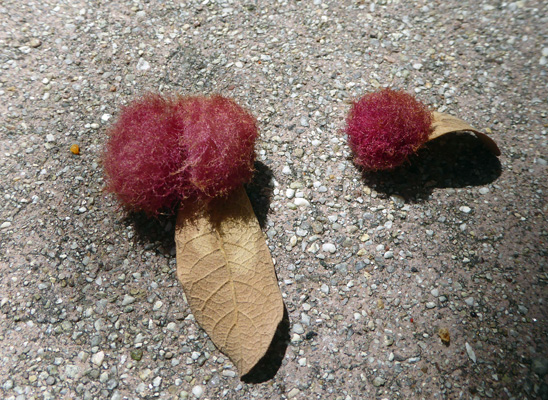 fuzzy oak gall