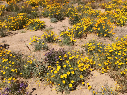 CA poppies