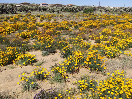 CA poppies