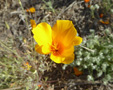 CA poppy