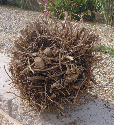 Oleander stump