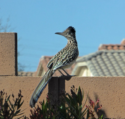 Roadrunner on a wall