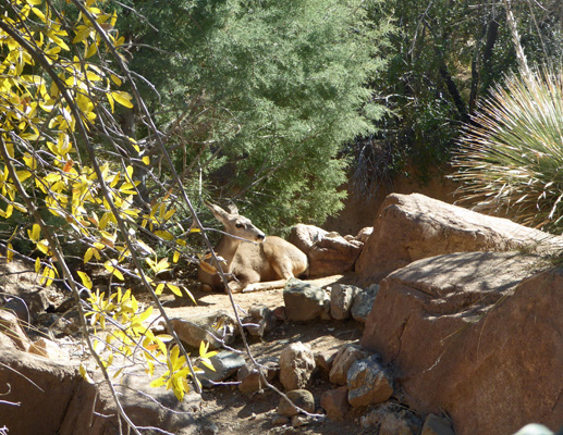 Deer at AZ-Sonora Desert Museum