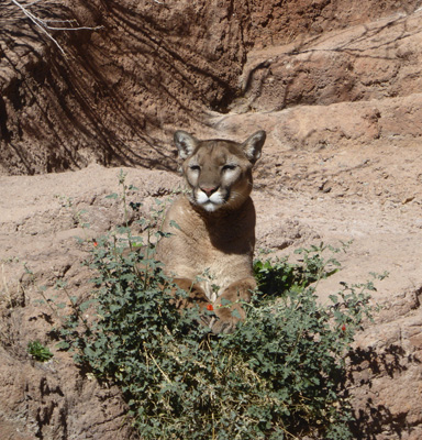 Cougar AZ-Sonora Desert Museum
