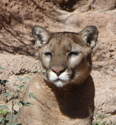 Cougar AZ-Sonora Desert Museum