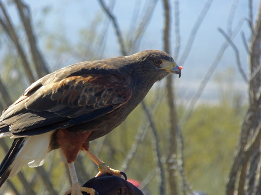 Harris Hawk AZ-Sonora Desert